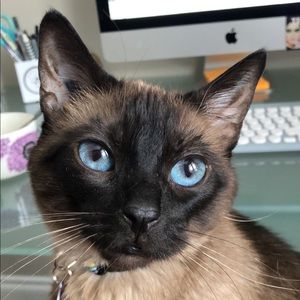 Meet your Posher, Chloe